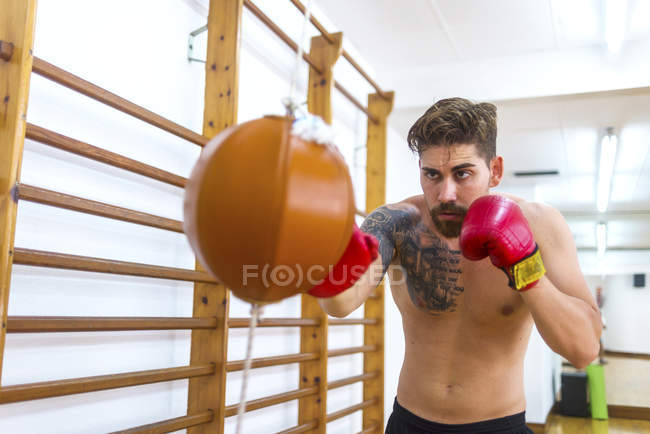 Young shirtless man boxing with punch bag in gym  healthy health  Stock  Photo  237460116