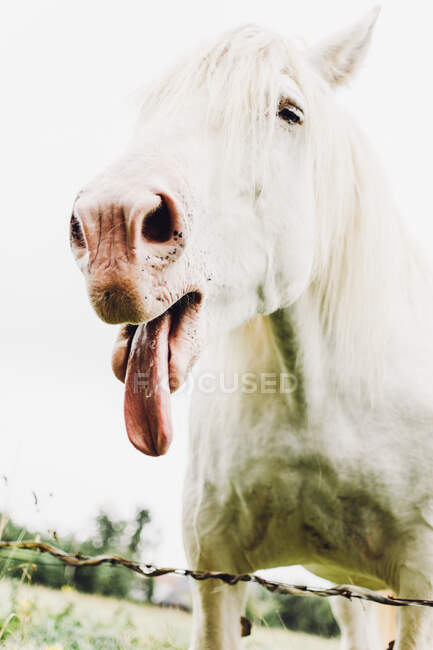 Снизу светлая лошадь показывает язык на поле на размытом фоне во Франции — стоковое фото