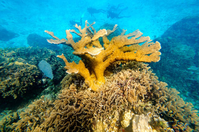 Big corals in water with people diving on background — Stock Photo