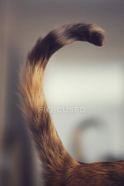 Primer plano de la cola de gato peludo rayado sobre fondo borroso - foto de stock