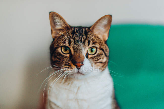 Домашній красивий кіт дивиться на камеру на розмитому фоні — стокове фото