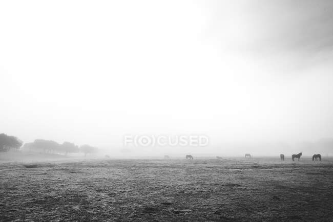 Black and white woods with horses in the meadow in mist and cloudy sky — Stock Photo