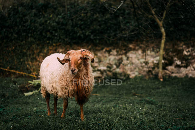 Біла вівця стоїть на суворому лузі біля кущів у сільській місцевості — стокове фото