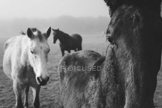 Черно-белый свет и темные лошади на поле в тумане — стоковое фото