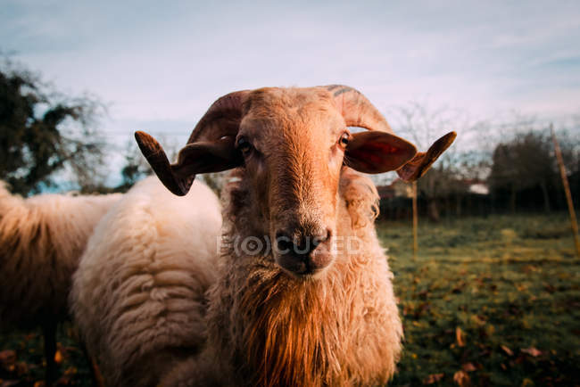 Weiße Schafe stehen auf einer grünen Wiese im Grünen und blicken in die Kamera — Stockfoto
