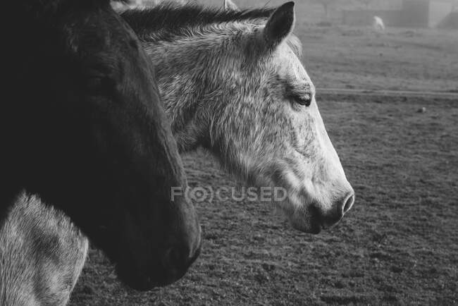 Black and white light and dark equines on field in mist — Stock Photo