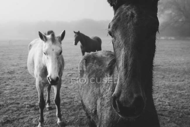 Schwarz-weißes Licht und dunkle Pferde auf dem Feld im Nebel — Stockfoto