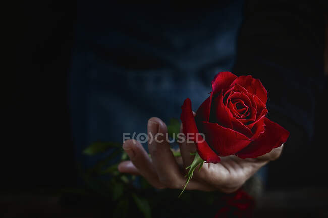Eine unkenntliche Frau macht einen Strauß roter Rosen zum Valentinstag. Liebe — Stockfoto