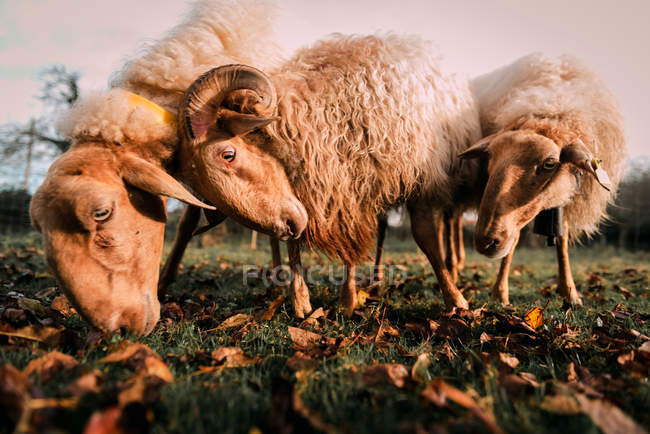 Белые овцы пасутся на зеленом лугу между падающими сухими листьями в сельской местности — стоковое фото