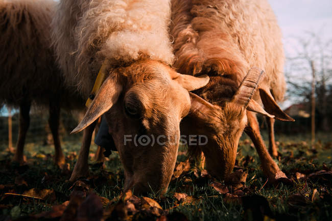 Weiße Schafe weiden auf einer grünen Wiese zwischen trockenem Laub auf dem Land — Stockfoto