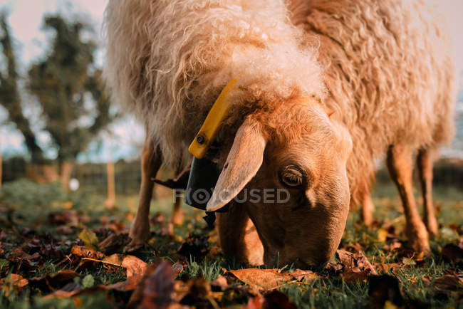 Ovelha branca pastando no prado verdejante entre a queda de folhas secas no campo — Fotografia de Stock