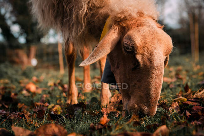 Білі вівці обклеюються на суходолі між падінням сухого листя в сільській місцевості — стокове фото