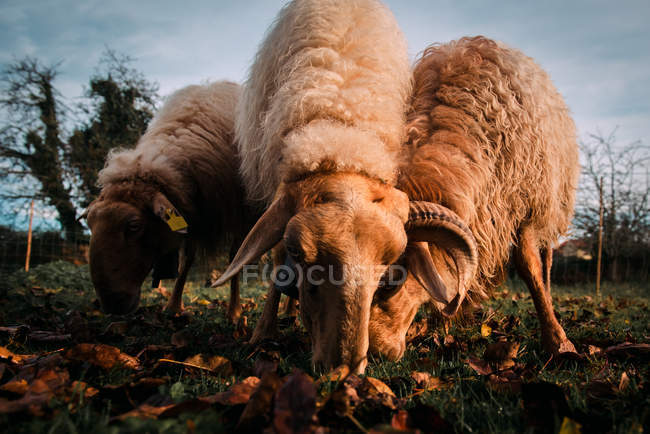 White sheep pasturing on verdant meadow between falling dry leaves in countryside — Stock Photo