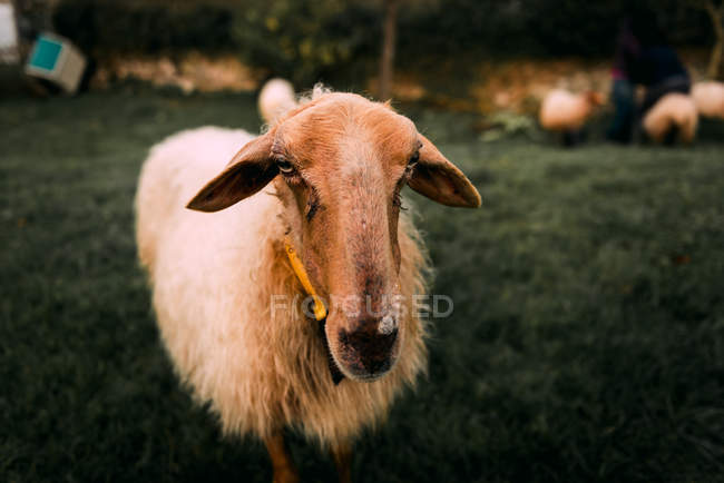White sheep standing on verdant meadow in countryside and looking at camera — Stock Photo