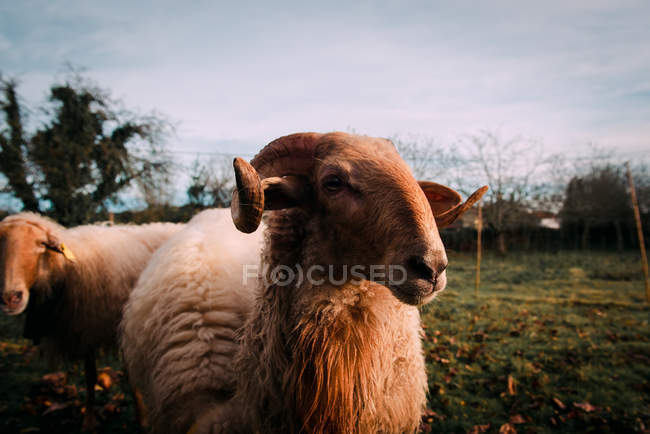 White sheep standing on verdant meadow in countryside — Stock Photo