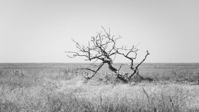 Legno secco solitario bianco e nero tra campo con erba e cielo in Olanda — Foto stock