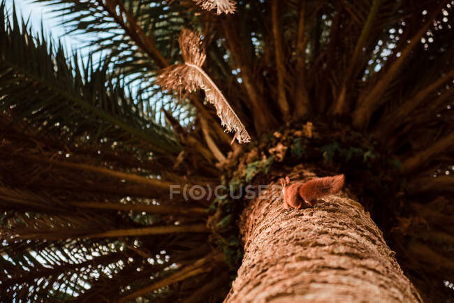 Funny squirrel on tree in park — Stock Photo