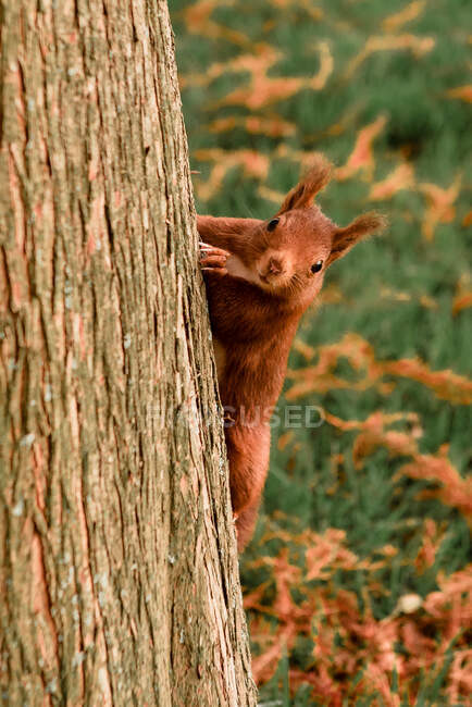 Divertente scoiattolo su albero nel parco — Foto stock