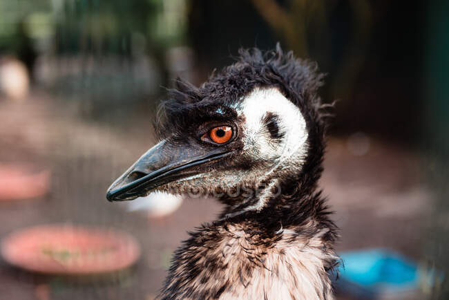 Beautiful emu standing near camera of blurred background of zoo enclosure — Stock Photo