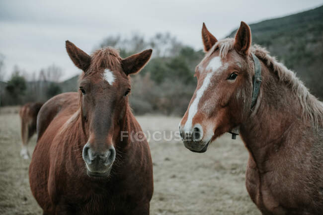 Bellissimi cavalli che pascolano sul campo tra alberi vicino alle colline e cielo nuvoloso nei Pirenei — Foto stock