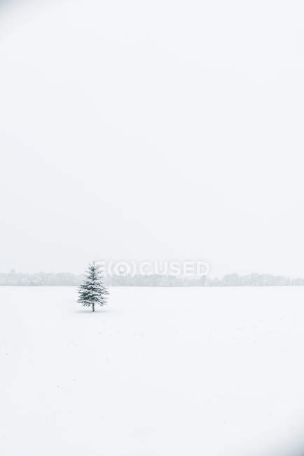 Madera de coníferas solitaria creciendo entre un enorme campo blanco en Klaipeda, Lituania - foto de stock