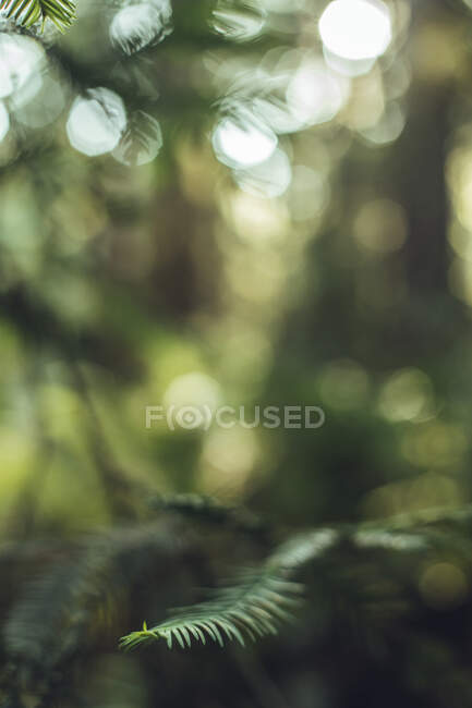Hohe grüne Bäume im Sommer im Wald — Stockfoto