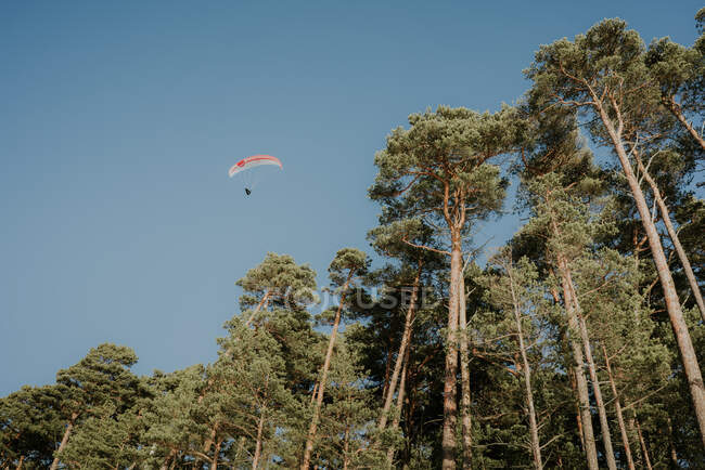 Von unten am Fallschirm in den blauen Himmel in der Nähe der Spitze des Nadelwaldes bei sonnigem Tag in Klaipeda, Litauen — Stockfoto