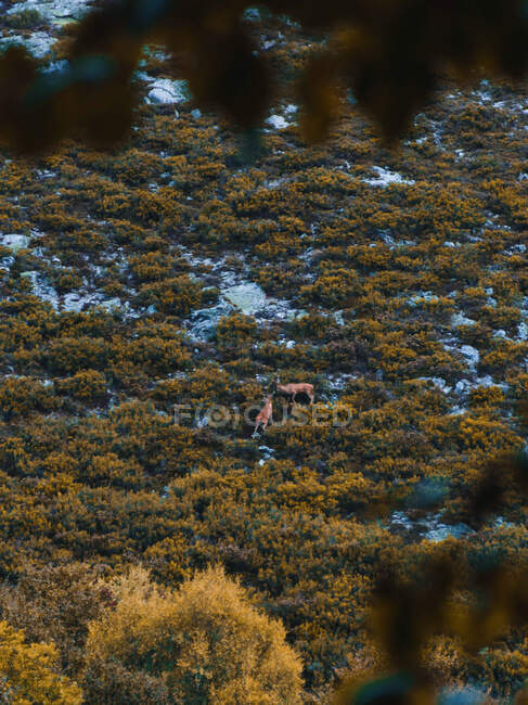 Сверху дикие северные олени стоят между зеленым лугом в Исобе, Кастилии и Леоне, Испания — стоковое фото