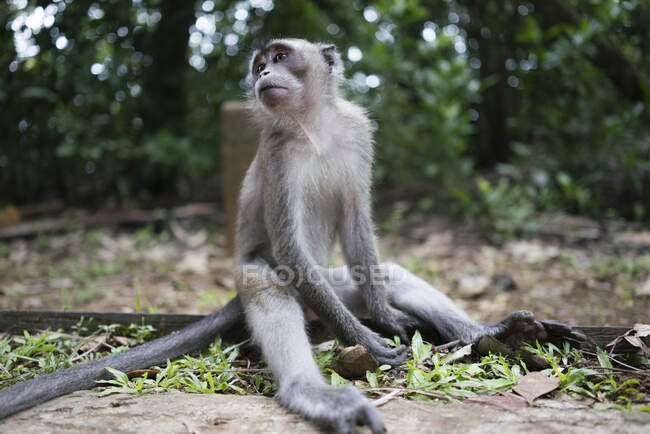 Scimmia seduta sul terreno della foresta tropicale di legno in Malesia — Foto stock