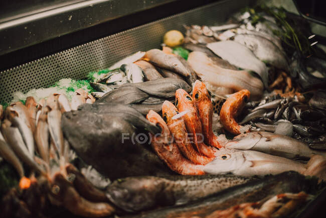 De dessus collection de poissons frais à travers la fenêtre du stand du marché à Chefchaouen, Maroc — Photo de stock