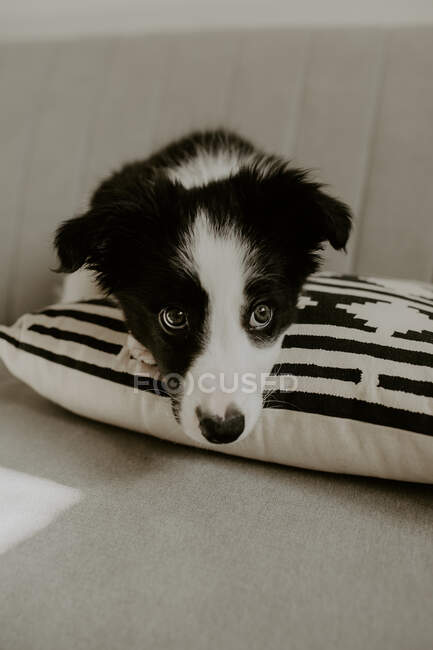 Lindo cachorro sentado en el sofá - foto de stock