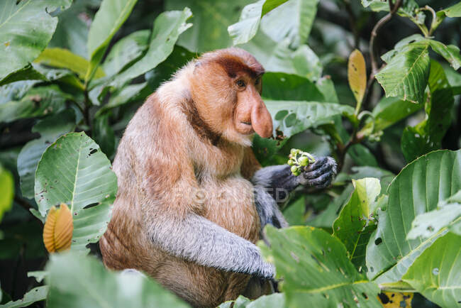 Scimmia proboscide seduta tra foglie verdeggianti di legno nella foresta tropicale in Malesia — Foto stock
