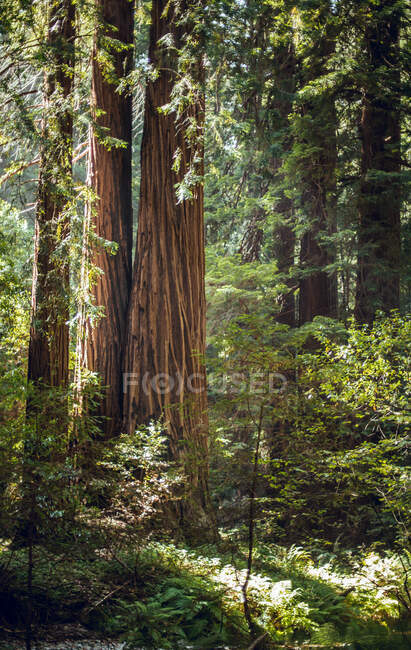 Árvores verdes altas na floresta no verão — Fotografia de Stock