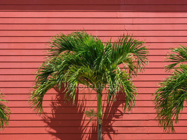 Маленькие пальмы возле стены дома — стоковое фото