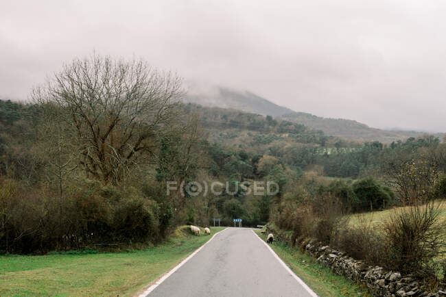 Vue pittoresque de la route étroite d'asphalte courant entre les plantes vertes et la haute colline dans les nuages à Orduna, Espagne — Photo de stock