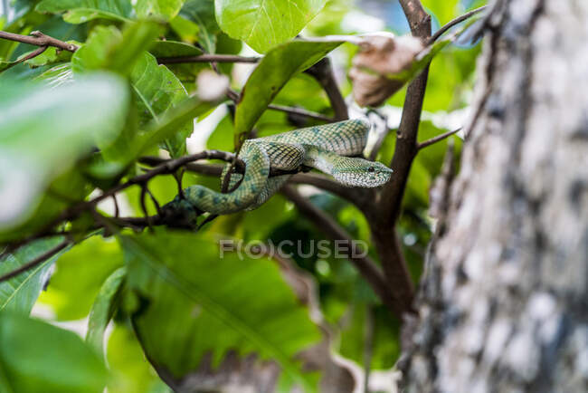 У вологому тропічному лісі Малайзії на гілці дерев вислизає зелена змія. — стокове фото