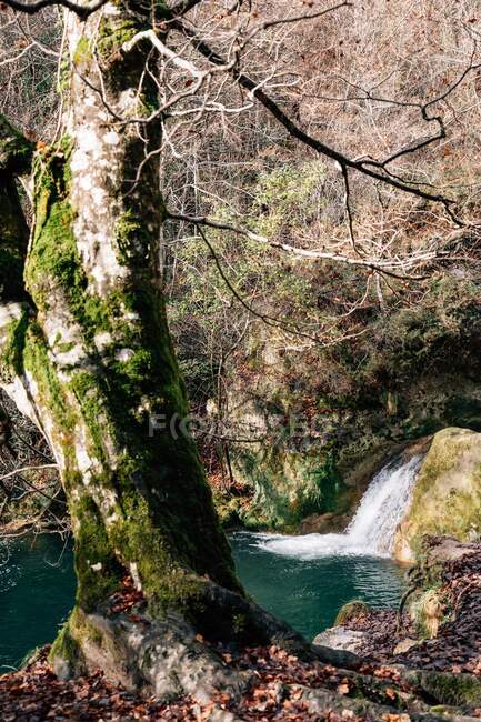 Alter moosiger Baum, der an der Küste eines kleinen Teiches und Wasserfalls mit sauberem Süßwasser in Navarra, Spanien wächst — Stockfoto