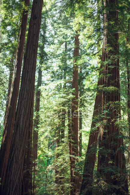 Vista maravilhosa de bosques verdejantes no parque em tempo ensolarado em San Francisco, EUA — Fotografia de Stock