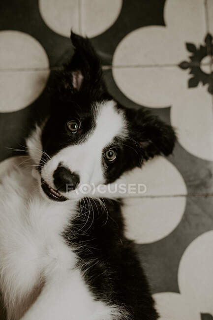 Смешной щенок лежит на полу — стоковое фото