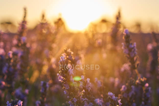 Краєвид квітів лавандового поля в м'якому світлі на заході сонця — стокове фото