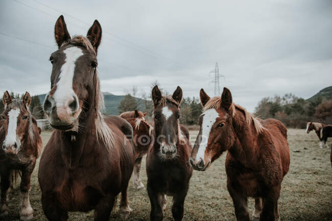Bellissimi cavalli che pascolano sul campo tra alberi vicino alle colline e cielo nuvoloso nei Pirenei — Foto stock