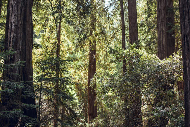 Высокие зеленые деревья в лесу летом — стоковое фото