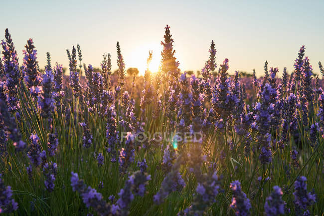 Primo piano di fiori viola nel campo di lavanda in campagna al tramonto — Foto stock