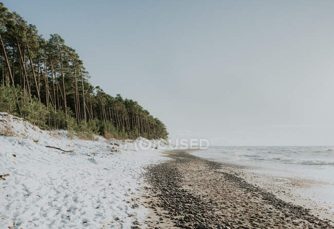 Vue pittoresque de la côte près de la forêt de conifères dans la neige et l'eau à Klaipeda, Lituanie — Photo de stock