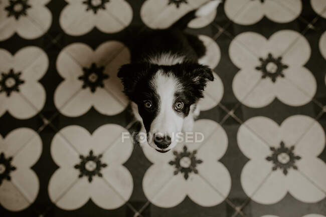 Filhote de cachorro engraçado sentado no chão — Fotografia de Stock