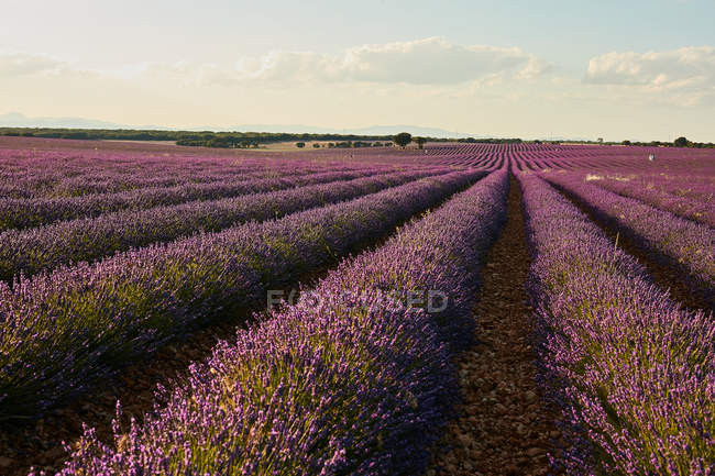 Reihen lila Lavendelfelder auf dem Land — Stockfoto