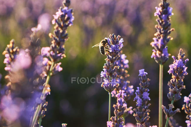 Close-up of purple flowers in lavender field in countryside — Stock Photo