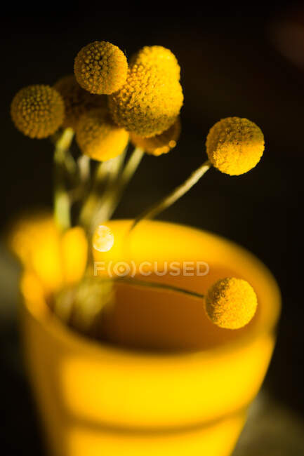 Craspedia flores en jarrón - foto de stock