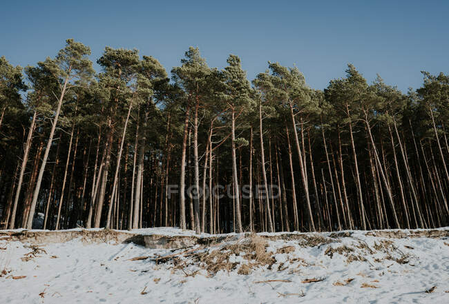 Seashore vicino foresta verde nella neve — Foto stock