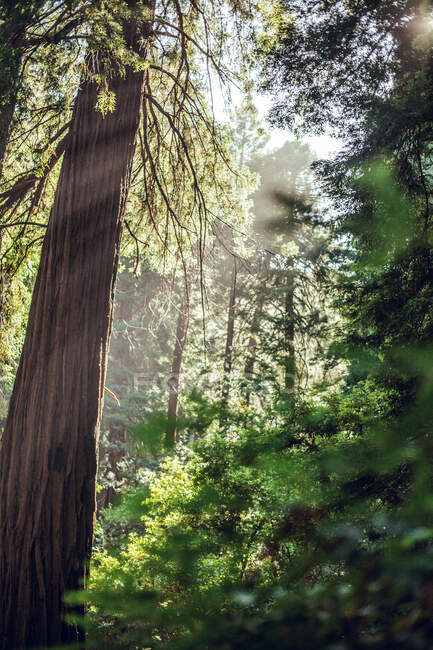 Árvores verdes altas na floresta no verão — Fotografia de Stock